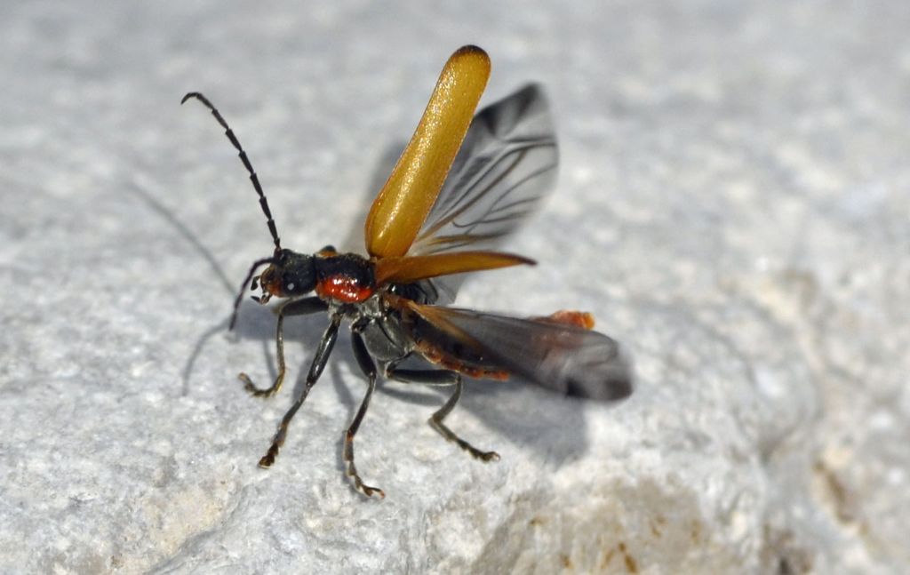 Cantharis quadripunctata, Cantharidae